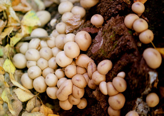 Photo macro of an unusual round of mushrooms