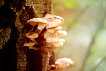 Photo macro close nameko mushrooms