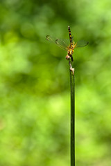 Dancing Dragonfly 