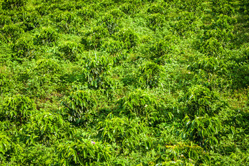 Fototapeta na wymiar Coffee Plantation in Jerico Colombia