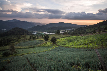 Natural herbal vegetable juice Thailand herbs