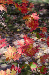 紅葉の季節