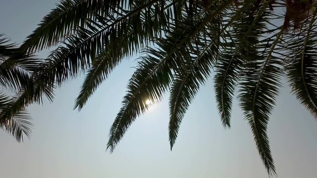 Beautiful tropical beach palm tree silhouette with sunset sun shining. 