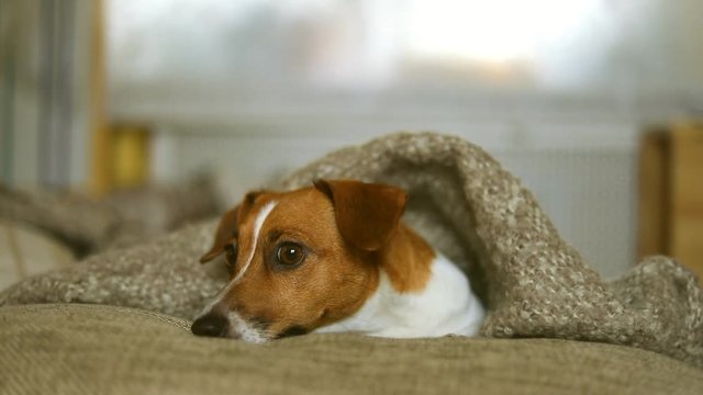 Cute jack russell dog resting or sleeping under a blanket.