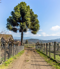 Walkway in the farm