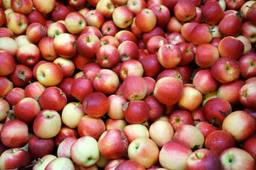 Fresh picked Gala apples background in the harvest season