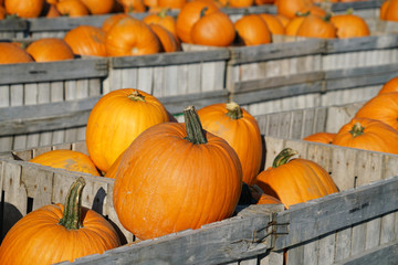 colorful pumpkins in container at farm in autumn harvest season