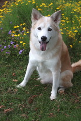笑顔で見つめる犬と花