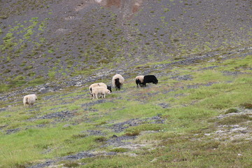 Black Sheep Iceland