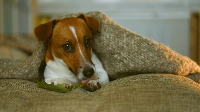 Cute jack russell dog resting or sleeping under a blanket.