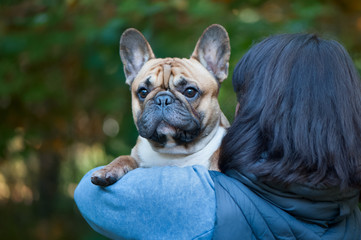 dog, French bulldog on the hands of the owner in the autumn forest
