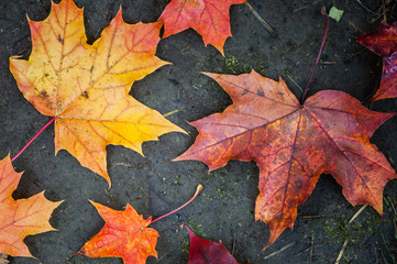 Naklejka na ściany i meble Bright autumn maple leaves. Autumn background. 