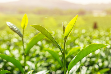 Green tea bud and fresh leaves with sunlight background..Tea plantations in the morningat Chiang Mai, Thailand