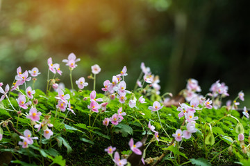 Obraz premium pink flower on the rock in the forest