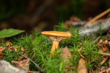 wild mushrooms in the forest