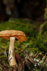 wild mushrooms in the forest