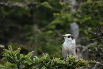 white bird on a pine tree