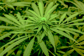 Fototapeta na wymiar Cannabis sativa in California in USA
