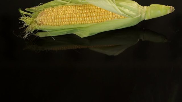 Close-up of pods of ripe sweet corn on a black background. Slow camera movement from the bottom up.