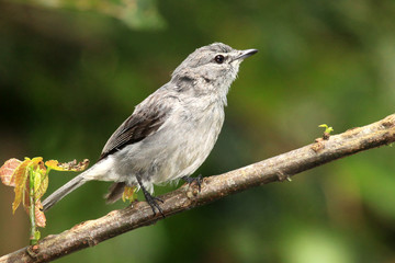 Grey Throated Flycatcher - Bigodi Wetlands - Uganda, Africa