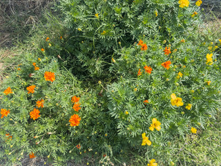 Yellow and orange wild flower blossom