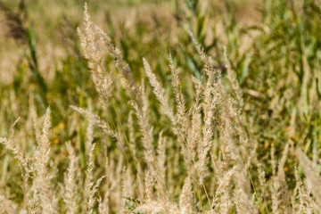 Fototapeta premium dry grass sedge