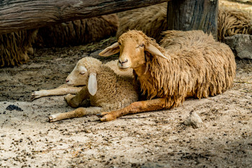 Fototapeta premium Brown old sheep