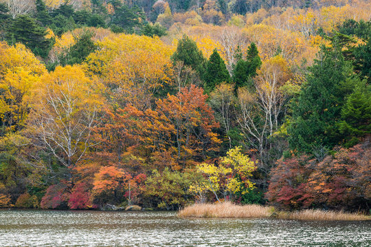 Autumn leaves at Yuno lake