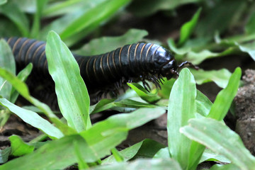 Millipede - Bigodi Wetlands - Uganda, Africa