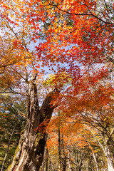 Autumn tree forest