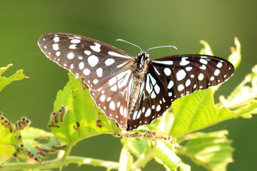 Butterfly - Bigodi Wetlands - Uganda, Africa