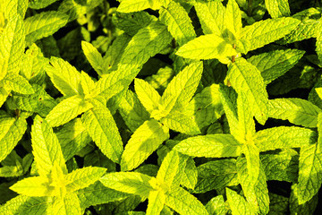 mint plant grow at vegetable garden © underworld