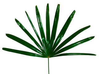 leaf shaped sharp isolated on white background