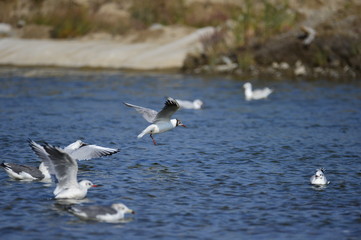 The sea bird
