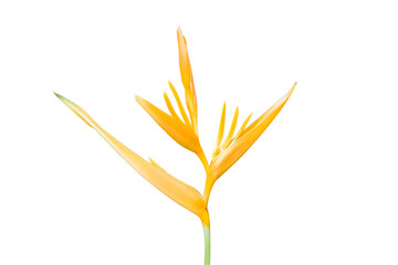 Bird of paradise yellow Flower isolated on white background
