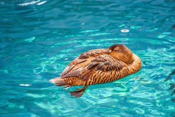 brown duck sleeping on blue water