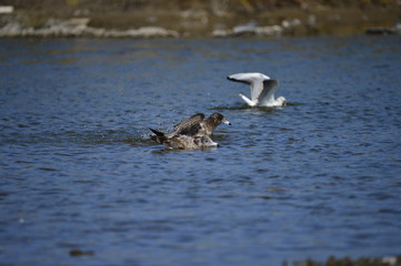 The sea bird