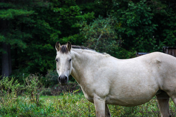 Fototapeta premium white horse on a green forest