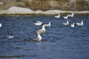 The sea bird