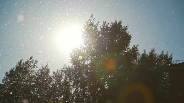 Poplar fluff flies against the blue sky, green trees and sun. Summer, June: flowering plants and fluff. Allergens. Clear summer weather and a source of allergy.