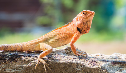 colorful lizard sitting on concrete