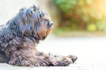 Shepherd dog bergamasco profile