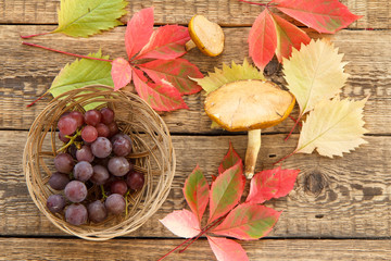 Autumn still life with mushrooms, grapes in wicker basket, green, yellow and red leaves