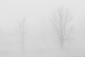 trees in the fog, black and white
