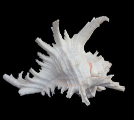 Shell use used as a decoration. The background is black