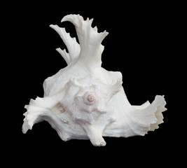 Shell use used as a decoration. The background is black
