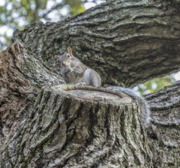 squirrel at the tree