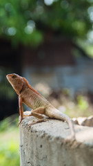 colorful lizard sitting on concrete