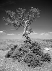 Grand Canyon Tree - 173879065