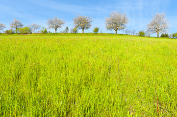 Trees and meadows in Switzerland